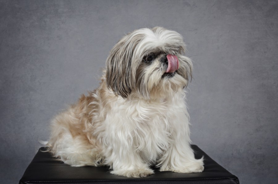 O que o Shih Tzu pode comer além da ração? Confira dicas de alimentação