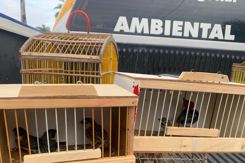 PM apreende 40 aves silvestres em feira livre de Lagarto