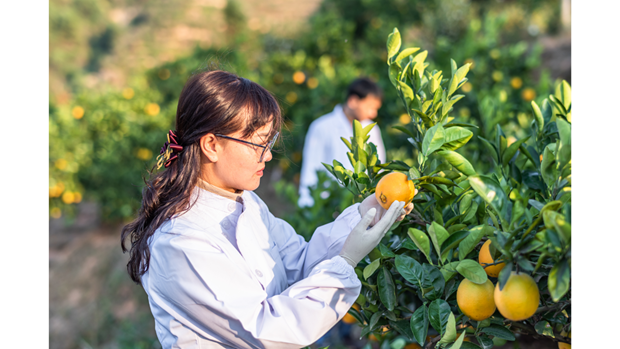 Limpeza da colheita: boas práticas no manuseio de frutas e hortaliças