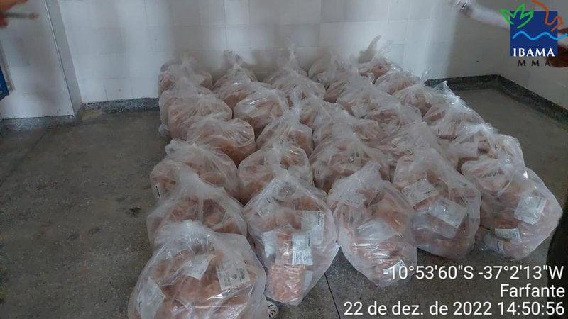 Operação apreende cerca de 470 kg de camarão durante período de defeso em Sergipe | Polícia