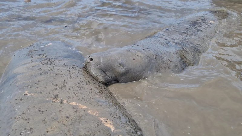 Peixe-boi-marinho é atropelado por embarcação e fica gravemente ferido em Sergipe