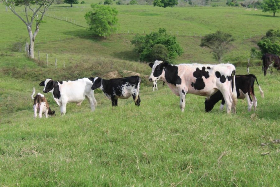 Produção de leite e ovos apresentam crescimento em Sergipe