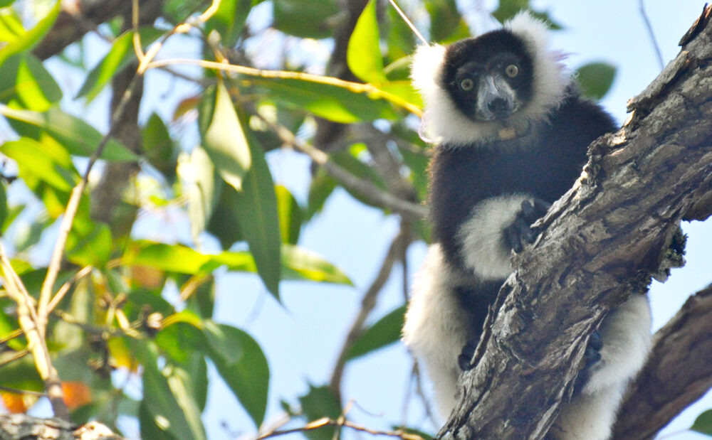 Mary Kay protege lêmures e outros animais da fauna em perigo crítico de extinção em parceria com a Arbor Day Foundation