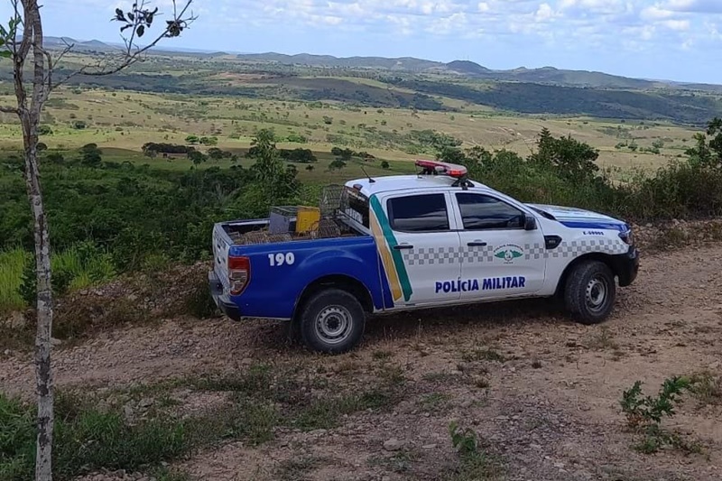 Equipes do policiamento ambiental da PMSE apreendem 19 pássaros silvestres durante fiscalizações no município de Moita Bonita