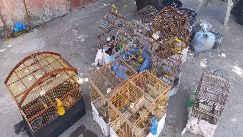 Nove aves silvestres são apreendidas no bairro América em Aracaju