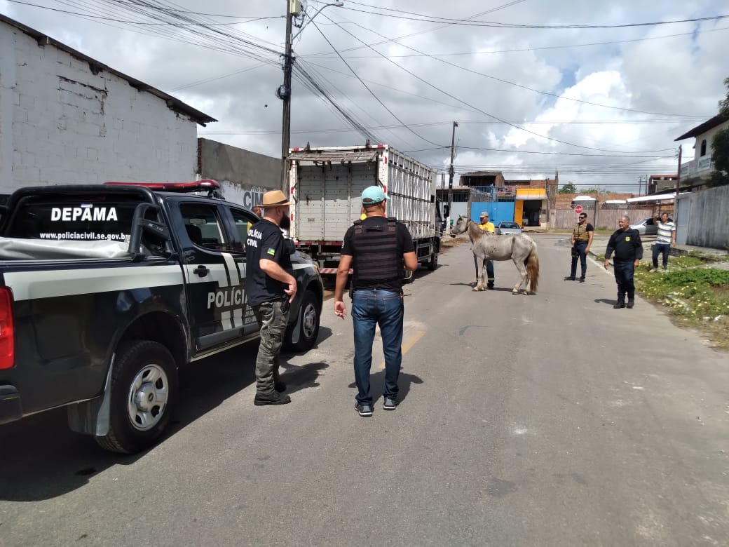 Ação conjunta combate crimes de maus-tratos contra equinos na Zona Sul de Aracaju