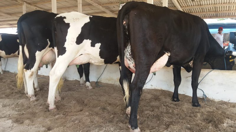 Após caso suspeito no Pará, Emdagro afirma que não há registro do ‘mal da vaca louca’ em Sergipe