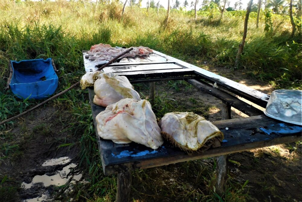 Polícia Civil flagra abatedouro clandestino em Itaporanga D’Ajuda