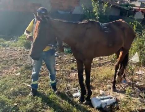 Polícia Civil resgata animais mantidos em situação de maus-tratos na Zona Norte de Aracaju