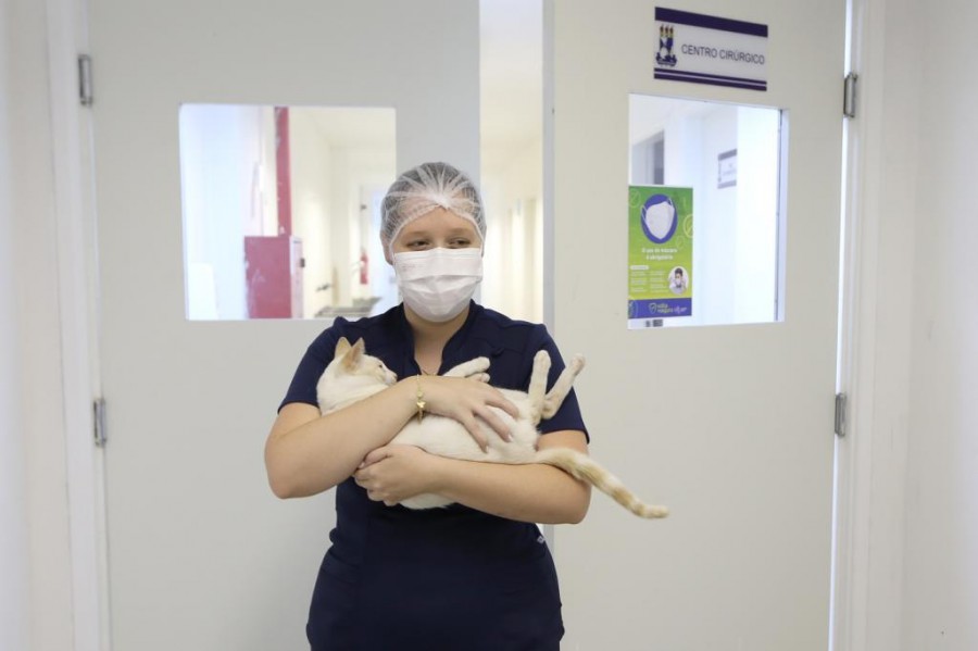 Programa Aju Animal assegura cuidados básicos de saúde para cães e gatos