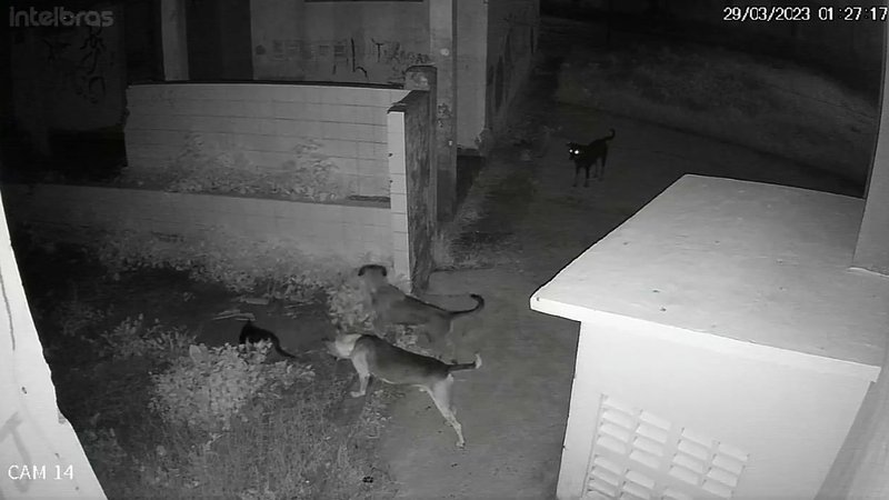 Polícia identifica que gatos morreram por ataque de cachorros no Centro Social de Aracaju