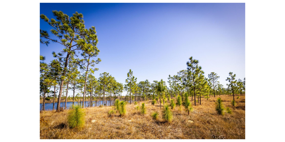 Mary Kay Inc. recebe certificação do Forest Stewardship Council e comemora 1,3 milhão de árvores plantadas com a Arbor Day Foundation