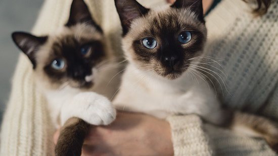 Shopping promove adoção consciente de gatos em Aracaju neste sábado; saiba como participar