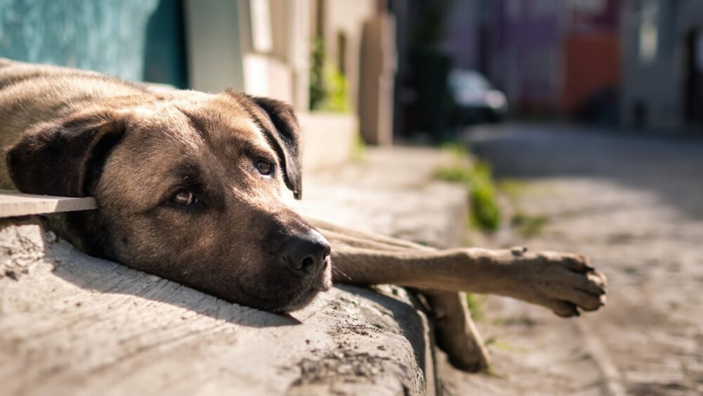 Abandono de animais é crime de maus-tratos e possui penalidades previstas em lei federal, alerta Segurança Pública