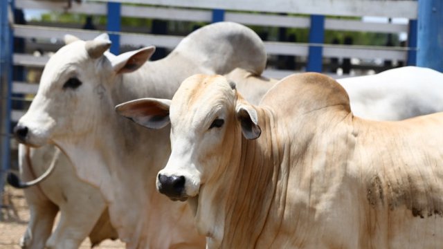 Campanha de vacinação contra a febre aftosa será iniciada a partir de segunda-feira (1º)