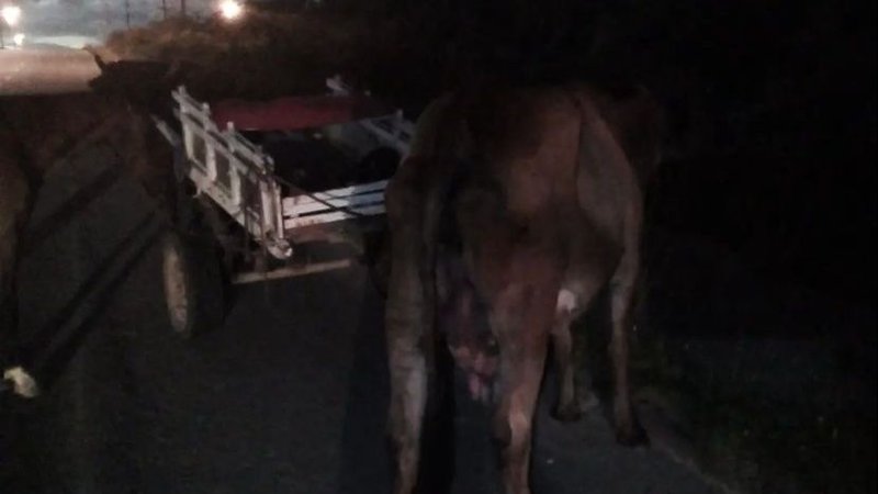 Carroceiros furtam gado de fazenda e acabam presos na Grande Aracaju