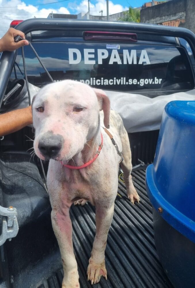 Polícia Civil resgata cachorro em situação de maus-tratos em Socorro