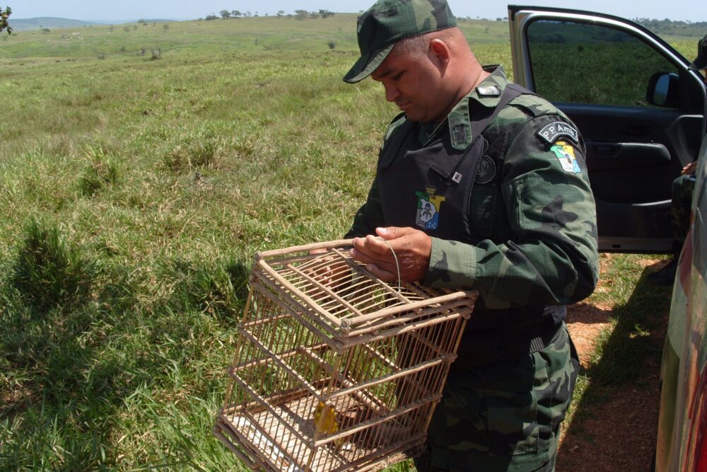 Polícia Militar faz soltura de aves silvestres em Aracaju