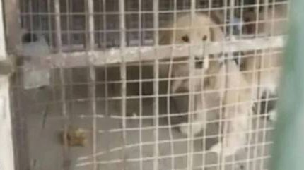 Após polêmicas envolvendo ursos falsos, zoológico chinês é acusado de substituir leão por filhote de golden retriever