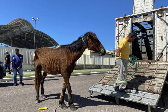 Polícia Civil e Emsurb realizam apreensões de cavalos em Aracaju