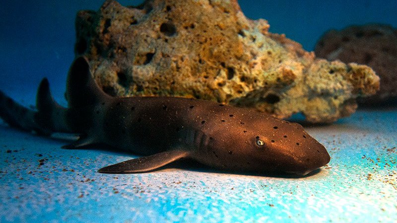 Primeiro filhote de tubarão-lixa nasce em oceanário de Sergipe