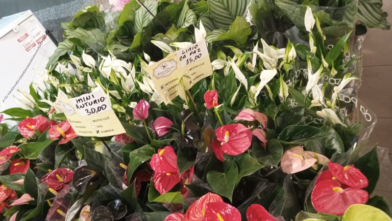 Feira de Flores de Holambra acontece em Aracaju