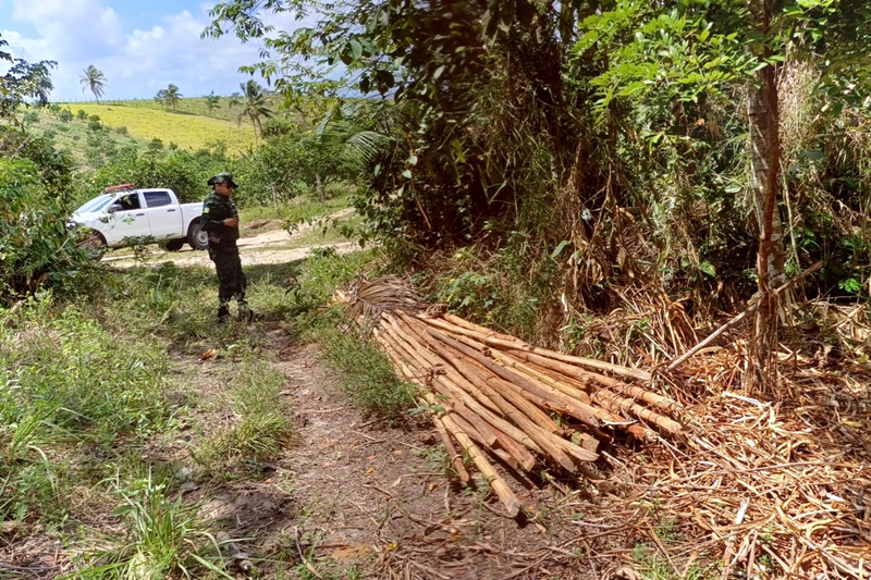 PM prende suspeitos de derrubar árvores em área de preservação ambiental em Indiaroba