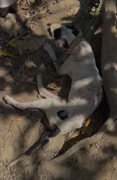 Polícia Civil prende suspeito pelos crimes de maus tratos a animais, abate clandestino e furto de energia elétrica