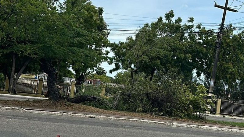 Árvore cai sobre ciclovia da avenida Tancredo Neves em Aracaju