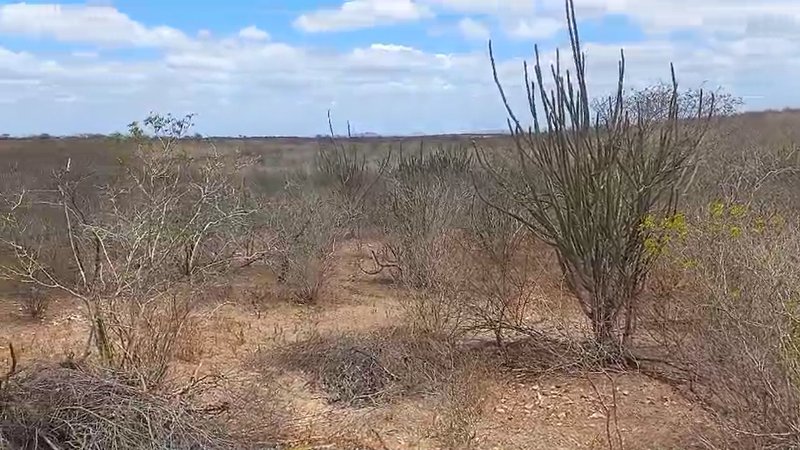 Seca atinge sertão sergipano e preocupa agricultores em Poço Redondo