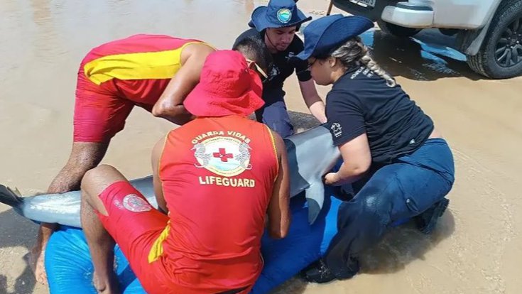 Golfinho encalha na praia da Atalaia em Aracaju