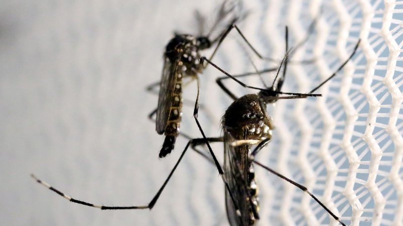 Aracaju investiga primeira morte com suspeita de dengue em 2024