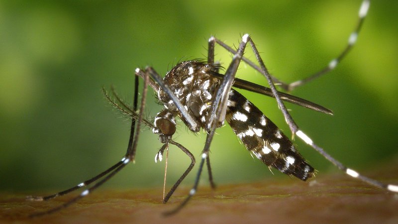 Sergipe tem primeira morte por dengue em 2024 confirmada