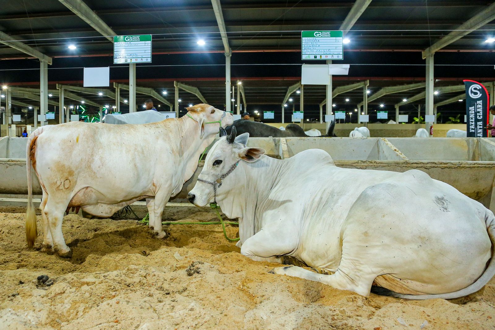 Lagarto lidera vacinação contra febre aftosa em Sergipe: 98,6% do gado imunizado