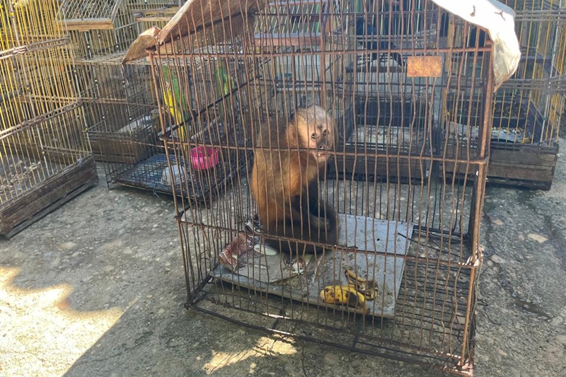 PM regata animais silvestres em cativeiros no município de Pacatuba