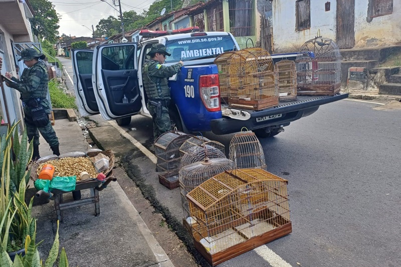 PM resgata aves silvestres mantidas em gaiolas na cidade de Japaratuba