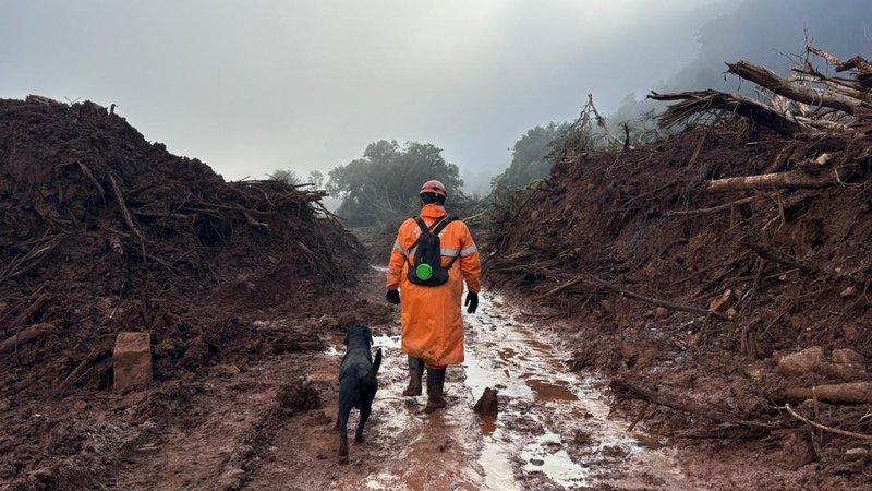 Veja a atuação do cão farejador sergipano Zumbi no Rio Grande do Sul