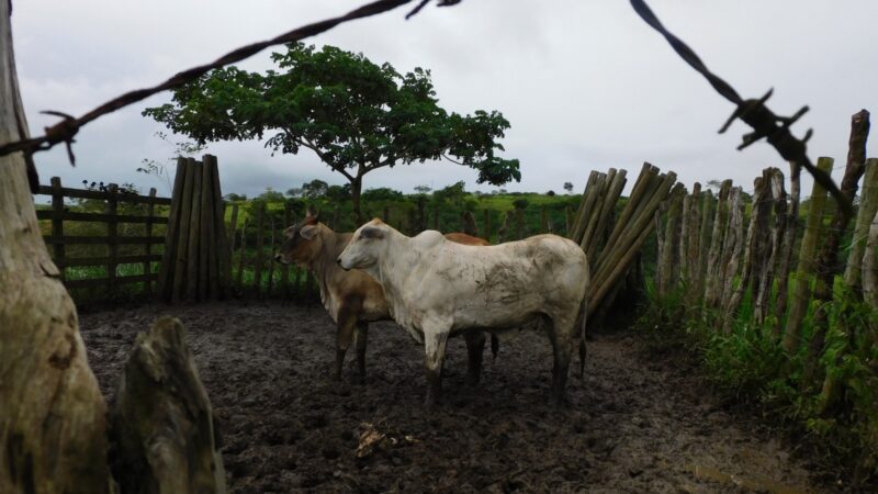 Ação conjunta entre a Dercra e Emdagro desativa abatedouro clandestino de gado em Malhada dos Bois