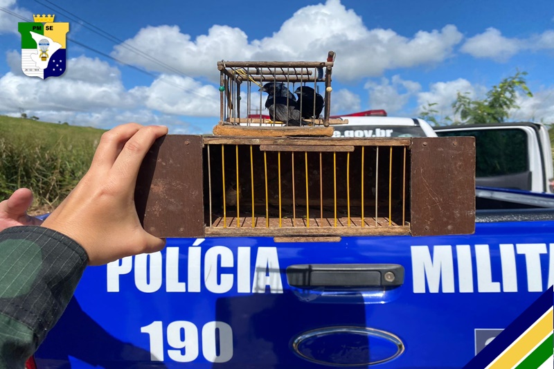 Polícia Militar flagra crime ambiental em Nossa Senhora do Socorro