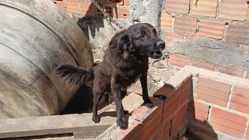 Depama resgata três cachorros em situação de maus-tratos na Zona Sul de Aracaju