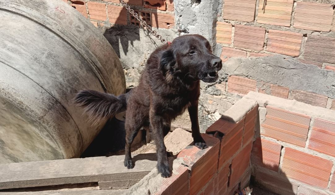 Depama resgata três cachorros em situação de maus-tratos na Zona Sul de Aracaju