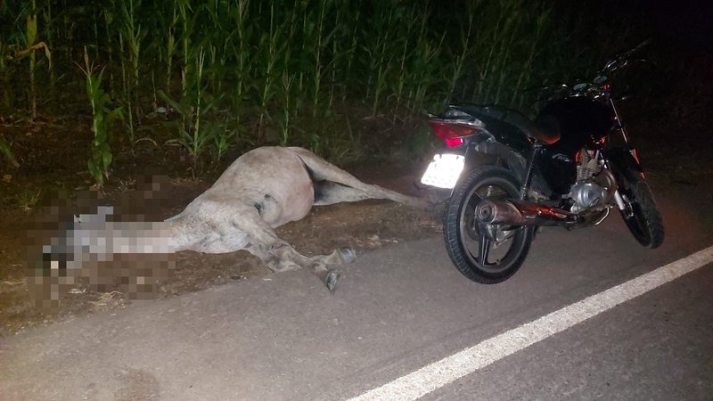 Moto se choca com mula na rodovia e deixa dois feridos próximo a Nossa Senhora do Socorro