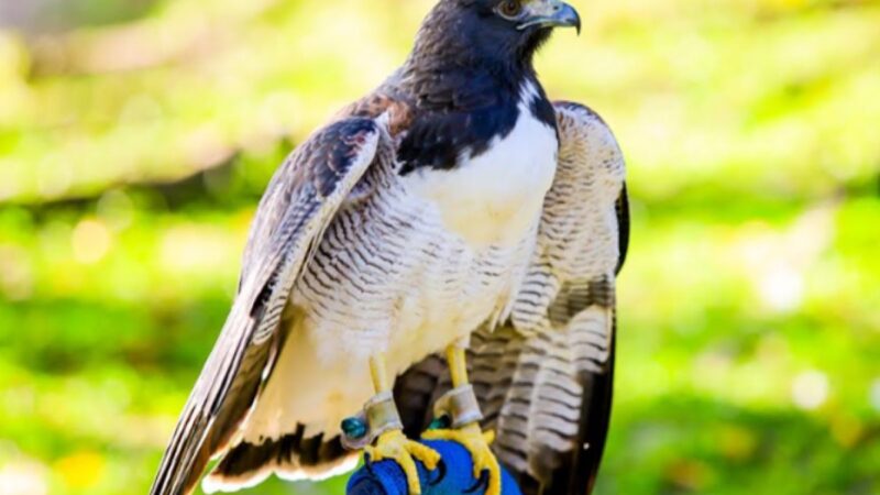 Parque dos Falcões: reduto de preservação de aves de rapina em Sergipe