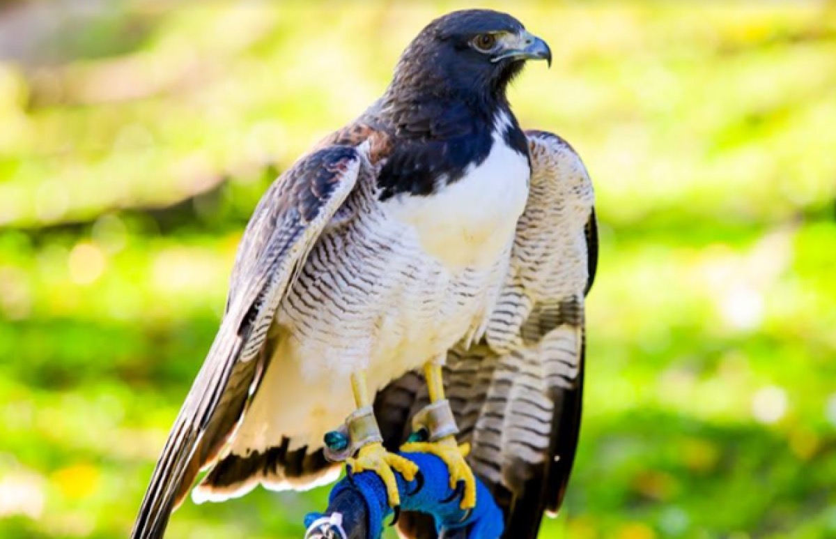 Parque dos Falcões: reduto de preservação de aves de rapina em Sergipe