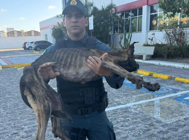 Polícia Militar resgata animal que estava preso em uma galeria de esgoto em Nossa Senhora do Socorro