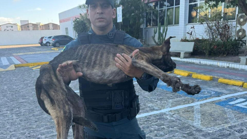 Polícia Militar resgata animal que estava preso em uma galeria de esgoto em Nossa Senhora do Socorro – P.M.S.E.