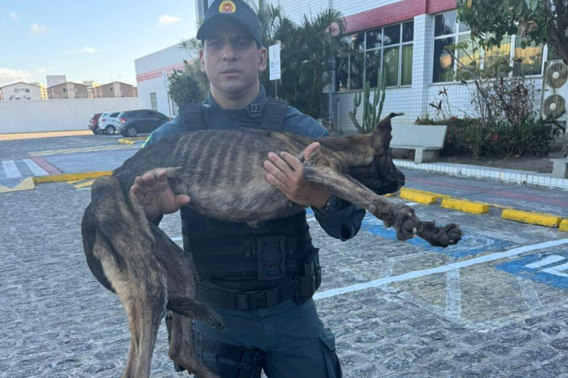 Polícia Militar resgata animal que estava preso em uma galeria de esgoto em Nossa Senhora do Socorro