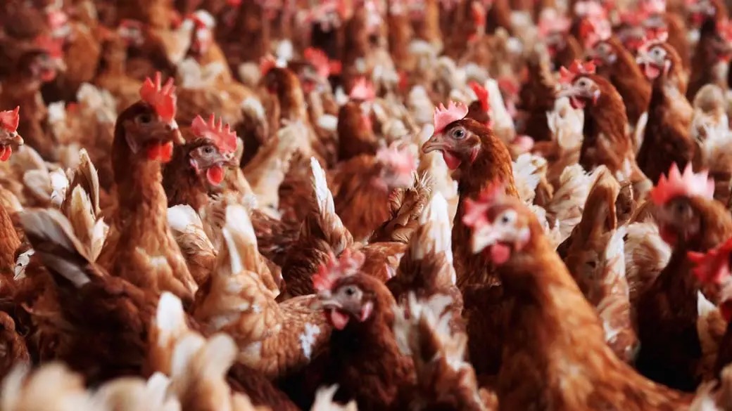 Gripe aviária em humanos: saiba como ocorre a transmissão e quais cuidados adotar