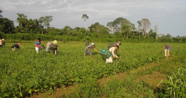 Agricultura familiar responde por 23% da produção agropecuária e 67% dos empregos no campo
