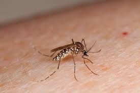 Menina de nove anos morre de dengue em Tobias Barreto; Prefeitura confirma caso